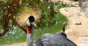 Dolina ptaków Agadir