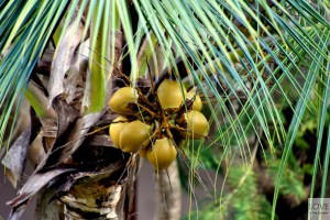 niedojrzałe kokosy :)