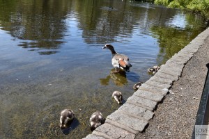 St. James' Park- Londyn
