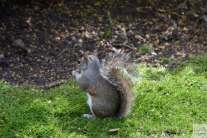St. James' Park- Londyn