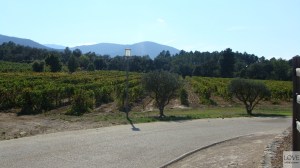 winnica w Prowansji
