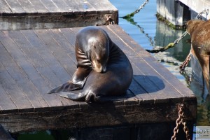 Sea Lions Pier 39 - San Francisco