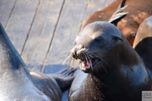 Sea Lions Pier 39 - San Francisco