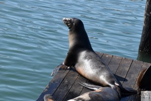 Sea Lions Pier 39 - San Francisco