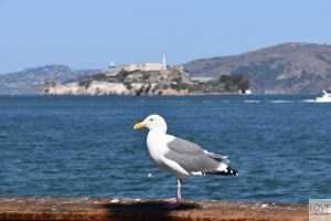 Mewa z Alcatraz