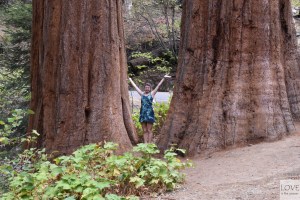 Sequoia National Park