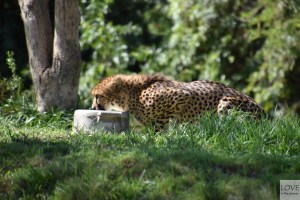 Gepard w Zoo Safari San Diego