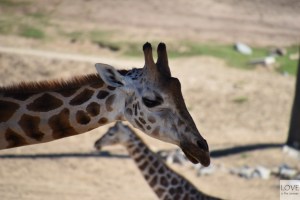Zoo Safari San Diego