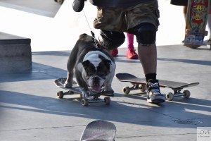 Pies na deskorolce w Venice Beach