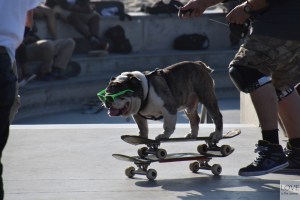 Pies na deskorolce w Venice Beach