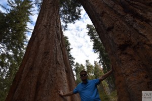 liliput w Parku Sekwoi