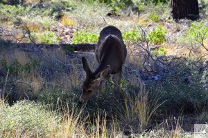 nie tylko my lubimy Bryce Canyon