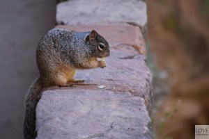 gryzonie w Zion National Park