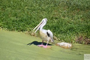 San Diego Zoo Safari - pelikan