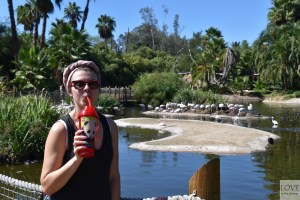 Chwila wytchnienia w San Diego Zoo Safari Park