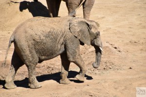 San Diego Zoo Safari Park - Słonie