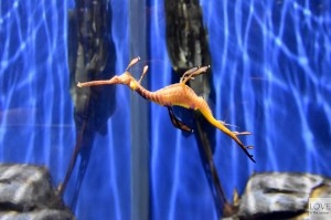 Georgia Aquarium, Atlanta