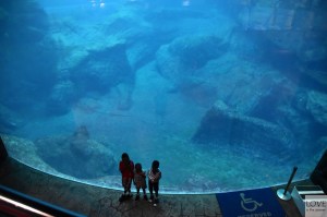 akwarium.... Georgia Aquarium, Atlanta