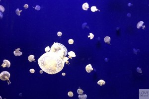 Georgia Aquarium, Atlanta