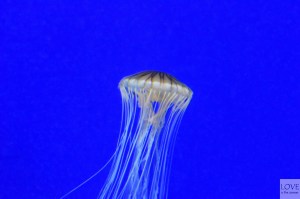 Georgia Aquarium, Atlanta