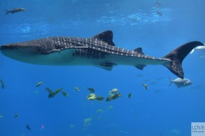 Georgia Aquarium, Atlanta