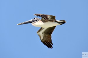 Pelikan nad Florydą