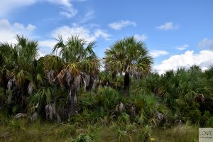 Piękna zielona Floryda