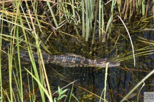 Aligator w mokradłach Evergladeds