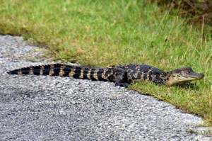 aligator w Everglades